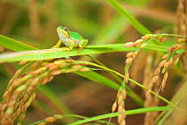 Japanese Tree Frog (Hyla japonica) calling on Rice plant, Kanagawa, Japan. September.
