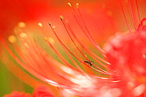 Ant (Formicidae) on Red spider lily, Tokyo, Japan. September.