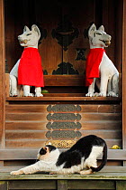 Stray cat, black and white, stretching in front of shrine with Foo Dogs / Chinese Guardian Lions, Aichi, Japan.