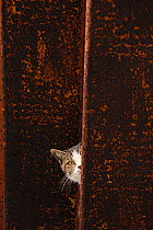 Stray cat tabby with white patches peering past wall, Aichi, Japan.