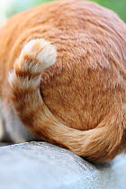 Rear view of tail of ginger cat,  South Korea.