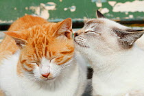 Stray cats, white point cat grooming ginger and white patched tabby, Nagoya, Japan.