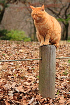 Stray cat, ginger tabby, sleeping on post in park. Kyoto, Japan.