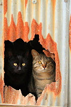 Stray cats, on black and one tabby, peering out of hole in rusty corrugated iron. Chiyoboinari Shrine, Kaizu, Japan.