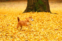 Shiba inu running in park with autumn leaves on ground.