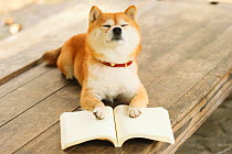 Shiba inu with book in a park