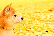 Shiba inu portrait in park with autumn leaves on ground.