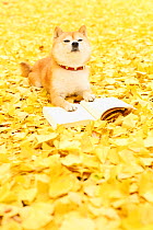 Shiba inu portrait with book in park with autumn leaves on ground.