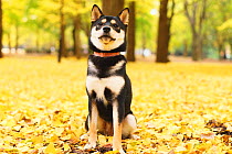 Shiba inu portrait in park with autumn leaves on ground.