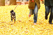 Shiba inu on walk with owners in park with autumn leaves on ground.