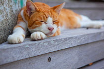 Stray cat, ginger and white patched tabby, Kanagawa, Japan.