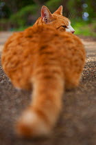 Stray cat, ginger tabby, view of tail, Kanagawa, Japan.