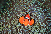 False Clownfish (Amphiprion ocellaris) in host anemone, Yaeyama Island, Japan. December.