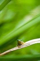 Frog (Rhacophorus schlegelii) on leave, Shimane, Japan. August.