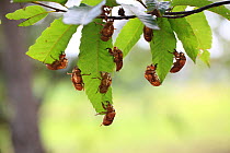 Large brown cicadas (Graptopsaltria nigrofuscata) on leaves, Tokyo, Japan. August.
