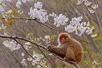 Japanese macaque (Macaca fuscata) in Cherry tree with blossom, Yamanouchi, Shimotakai District, Nagano Prefecture, Japan. May.