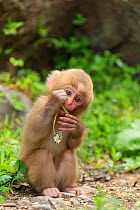 Japanese macaque (Macaca fuscata) baby chewing on leaf, Yamanouchi, Shimotakai District, Nagano Prefecture, Japan. June.