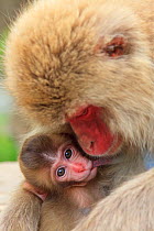 Japanese macaque (Macaca fuscata) mother cuddling baby, Yamanouchi, Shimotakai District, Nagano Prefecture, Japan. June.