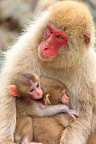 Japanese macaque (Macaca fuscata) mother with two babies, Yamanouchi, Shimotakai District, Nagano Prefecture, Japan. June.
