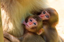 Japanese macaque (Macaca fuscata) babies suckling, Yamanouchi, Shimotakai District, Nagano Prefecture, Japan. June.