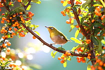Japanese White Eye (Zosterops japonicus) in tree, Tokyo, Japan.