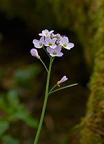 Lady's smock flower (Cardamine pratensis) Sussex, England, UK. April.