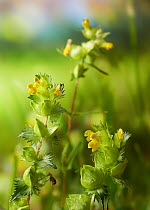Yellow rattle (Rhinanthus minor) in flower, Sussex, England, UK. June.