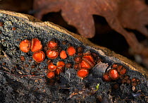 Eyelash fungus (Scutellinia scutellata)  Sussex, England, UK.