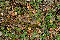 Thrush's anvil, stone used by Thrushes (Turdus) to crack open snails, Sussex, England, UK April.