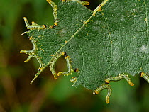 Lesser birch sawfly larvae (Nematus pavidus) feeding on edge of leaf, Sussex, England, UK. September.