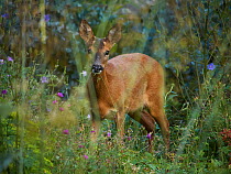 Roe deer (Capreolus capreolus) feeding in herbaceous border of garden, Sussex, England, UK. June.