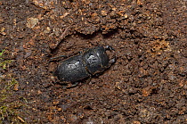 Lesser stag beetle (Dorcus parrallelus) in hibernation, Sussex, England, UK. March.