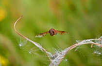 Hoverfly (Eristalis) in flight. Sussex, England, UK. September.