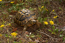 Greek tortoise (Testudo graeca) Menorca. May.