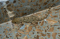 Moorish gecko (Tarentola mauritanica) camouflaged on marble floor. Menorca. May.