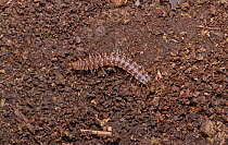 Centipede (Polydesmus) Sussex, England, UK.