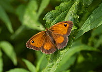 Gatekeeper butterfly (Pyronia tithonus) Sussex, England, UK. July.