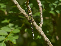 Southern hawker dragonfly (Aeshna cyanea) Sussex, England, UK. June.