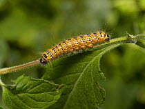 Buff tip moth (Phalera bucephala) caterpillar. Sussex, England, UK. July.