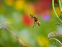 Hoverfly (Volucella inanis) in flight, Sussex, England, UK. September.