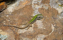 European wall lizard (Podarcis muralis) Menorca. May.