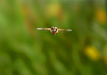 Hoverfly (Eristalis) in flight, Sussex, England, UK. August.