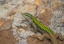 European wall lizard (Podarcis muralis) Menorca. May.