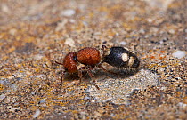 Velvet ant (Mutillidae) Menorca.. May.