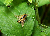 Hoverfly (Helophilus pendulus) on leaf, Sussex, England, UK. July.