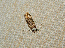 White-shouldered house moth (Endrosis sarcitrella) on fabric. Sussex, England, UK. September.