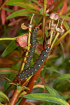 Spurge hawk moth (Hyles euphorbiae) caterpillars, Menorca. May.