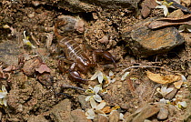 Scorpion (Euscorpius balearicus) . Menorca. May.
