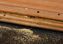 Woodworm or furniture beetle (Anobium punctatum) holes with  dust or frass produced by the larva. England, UK. August.