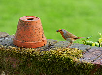 Robin (Erithica rubecula) with grub and flowerpot in garden, Sussex, England, UK. April.